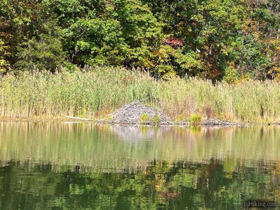 Beaver lodge on Lake Aeroflex.