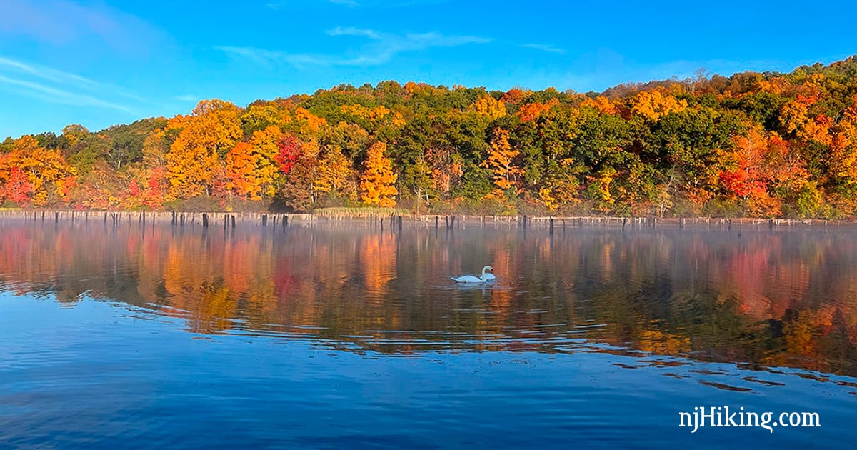Swan swimming on Monksville Reservoir surrounded by fall color.