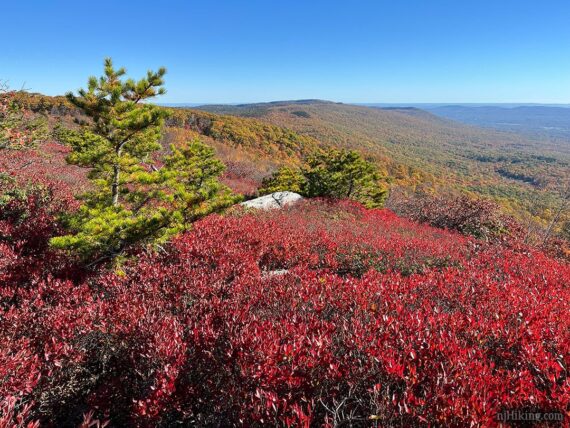 Bright red fall foliage at Sam's Point.