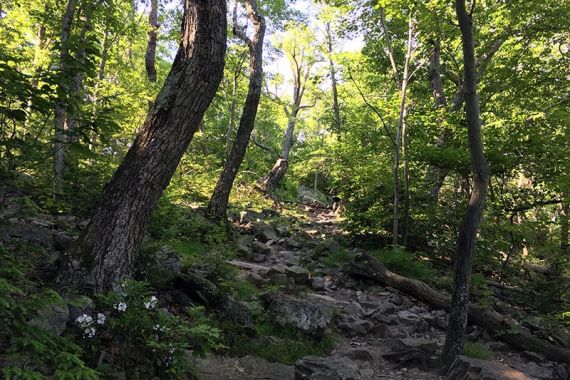 RED DOT trail continues making its way up.