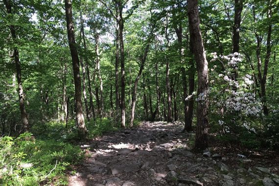 BLUE trail is a rocky and eroded woods road.