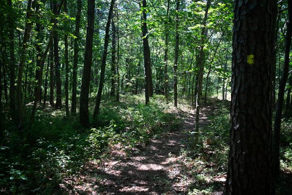 YELLOW trail IMG_4056