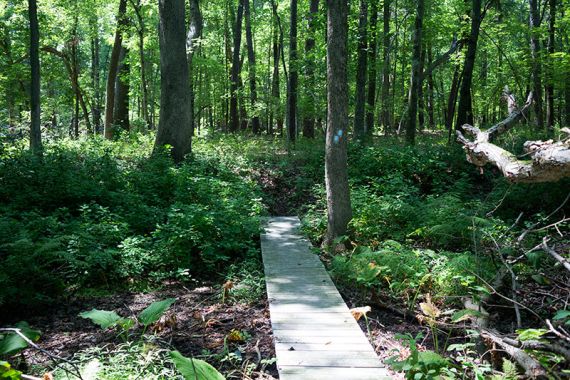 BLUE trail IMG_4070