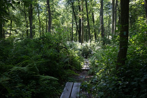 WHITE trail IMG_4071