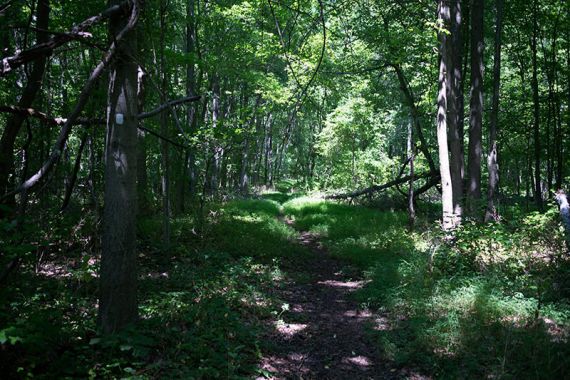 WHITE trail IMG_4073